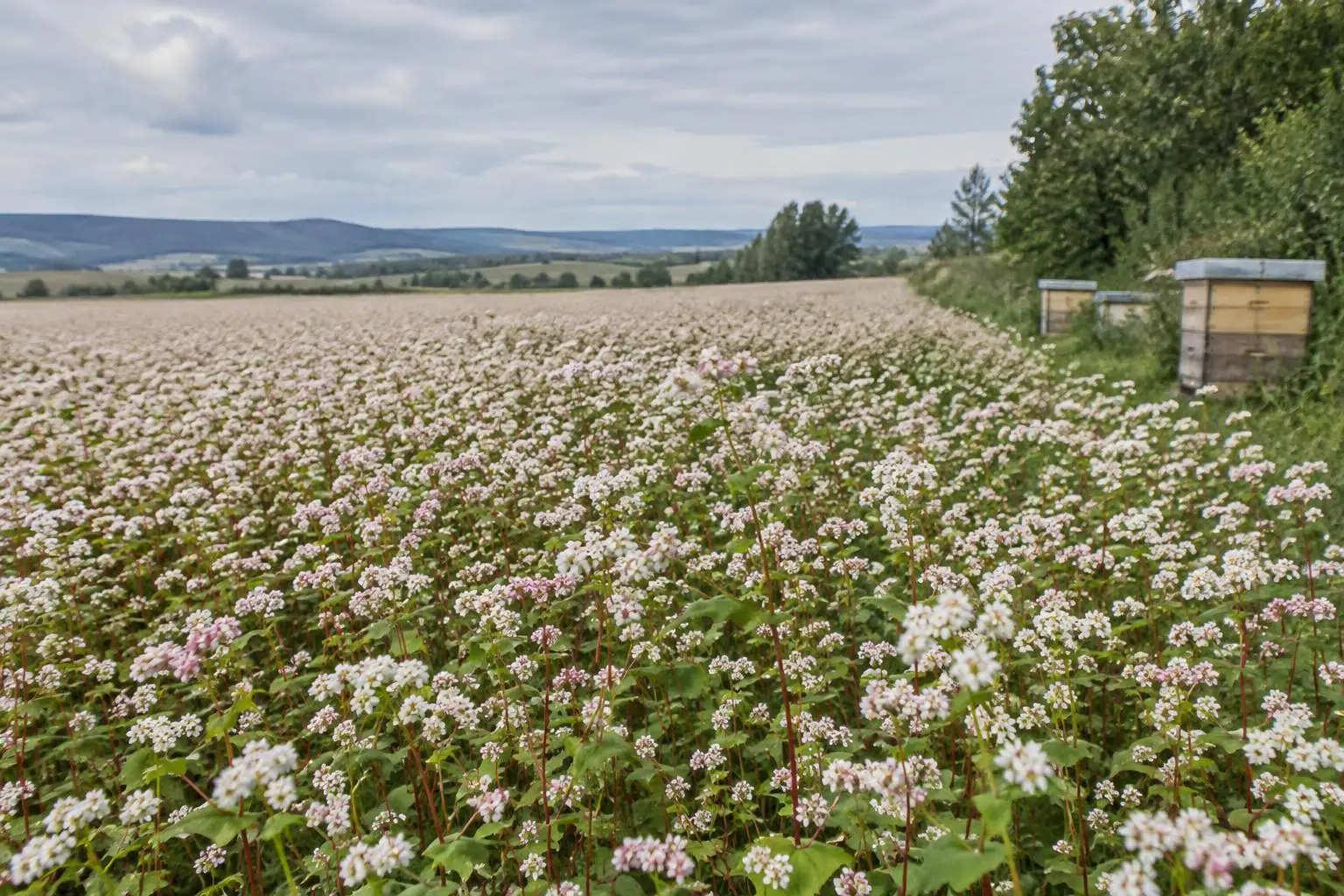 A buckwheat field in white flower with beehives along its edge.