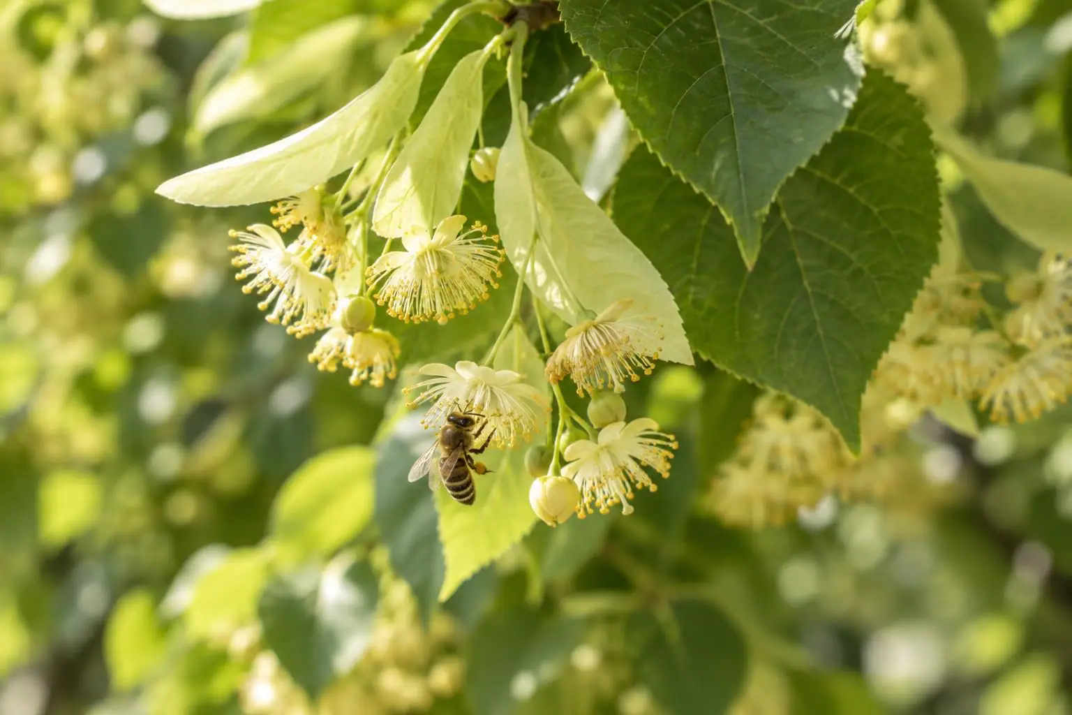 A honey bee on pale linden blossom.